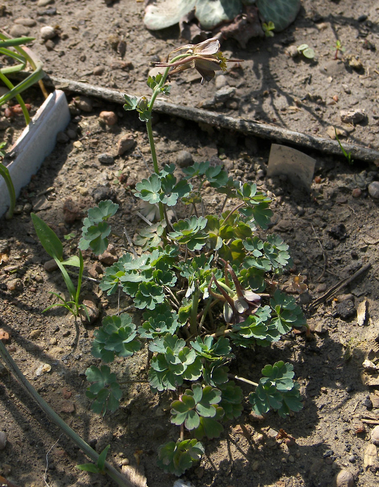 Image of Aquilegia viridiflora specimen.