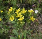 Potentilla tanacetifolia