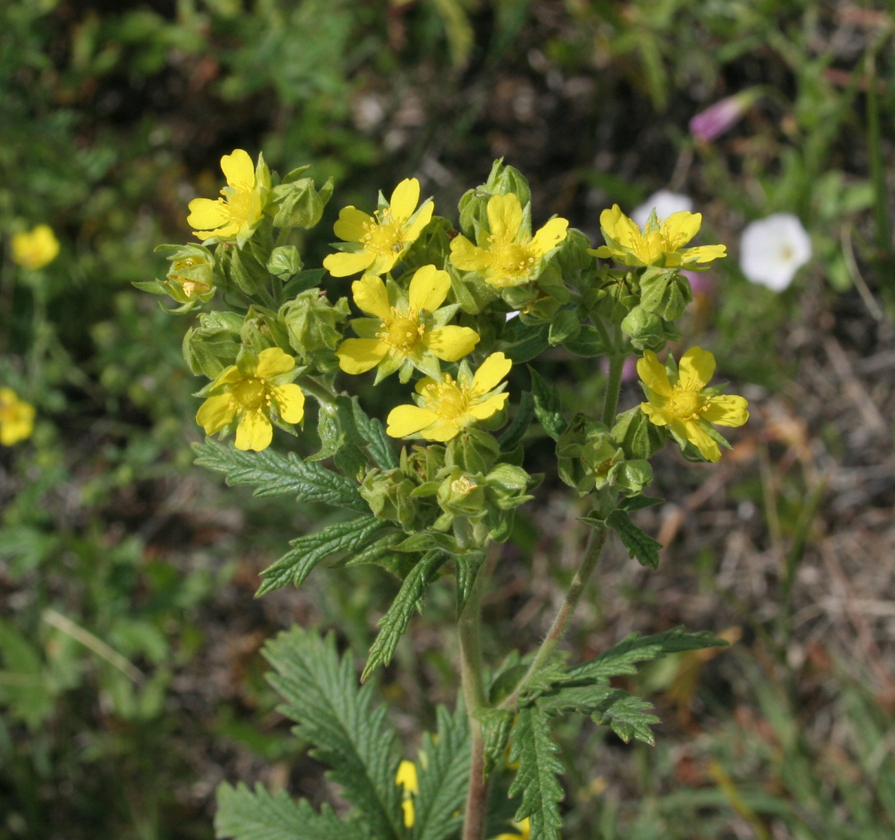 Изображение особи Potentilla tanacetifolia.