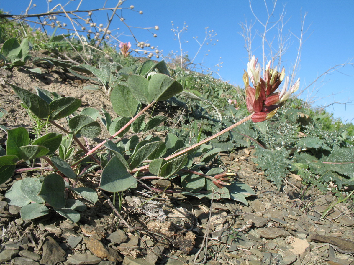 Изображение особи Astragalus megalomerus.