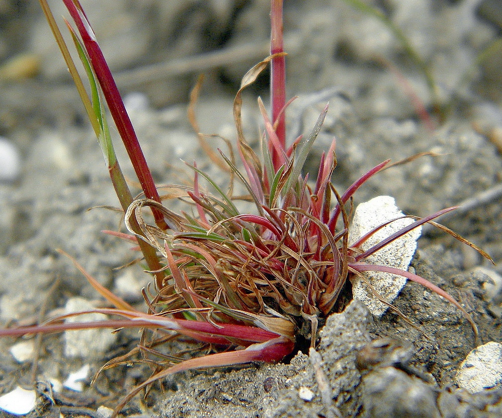 Изображение особи Poa bulbosa.