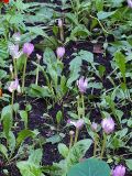 род Colchicum. Цветки. Санкт-Петербург, озеленение. 16.09.2009.