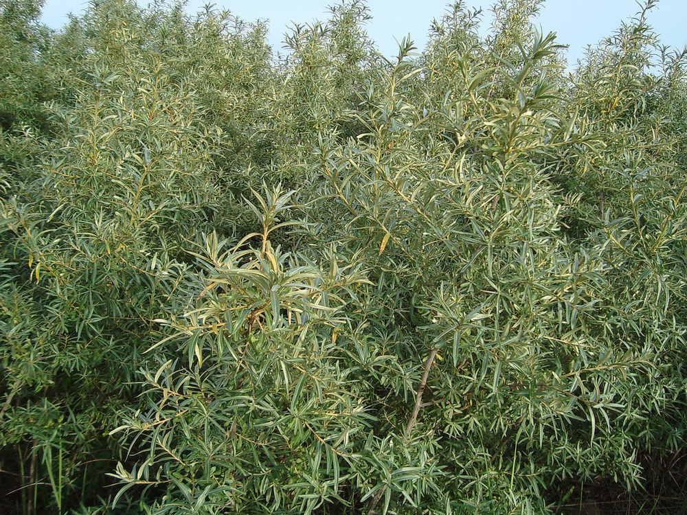 Изображение особи Hippophae rhamnoides.