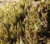 Calliergonella lindbergii