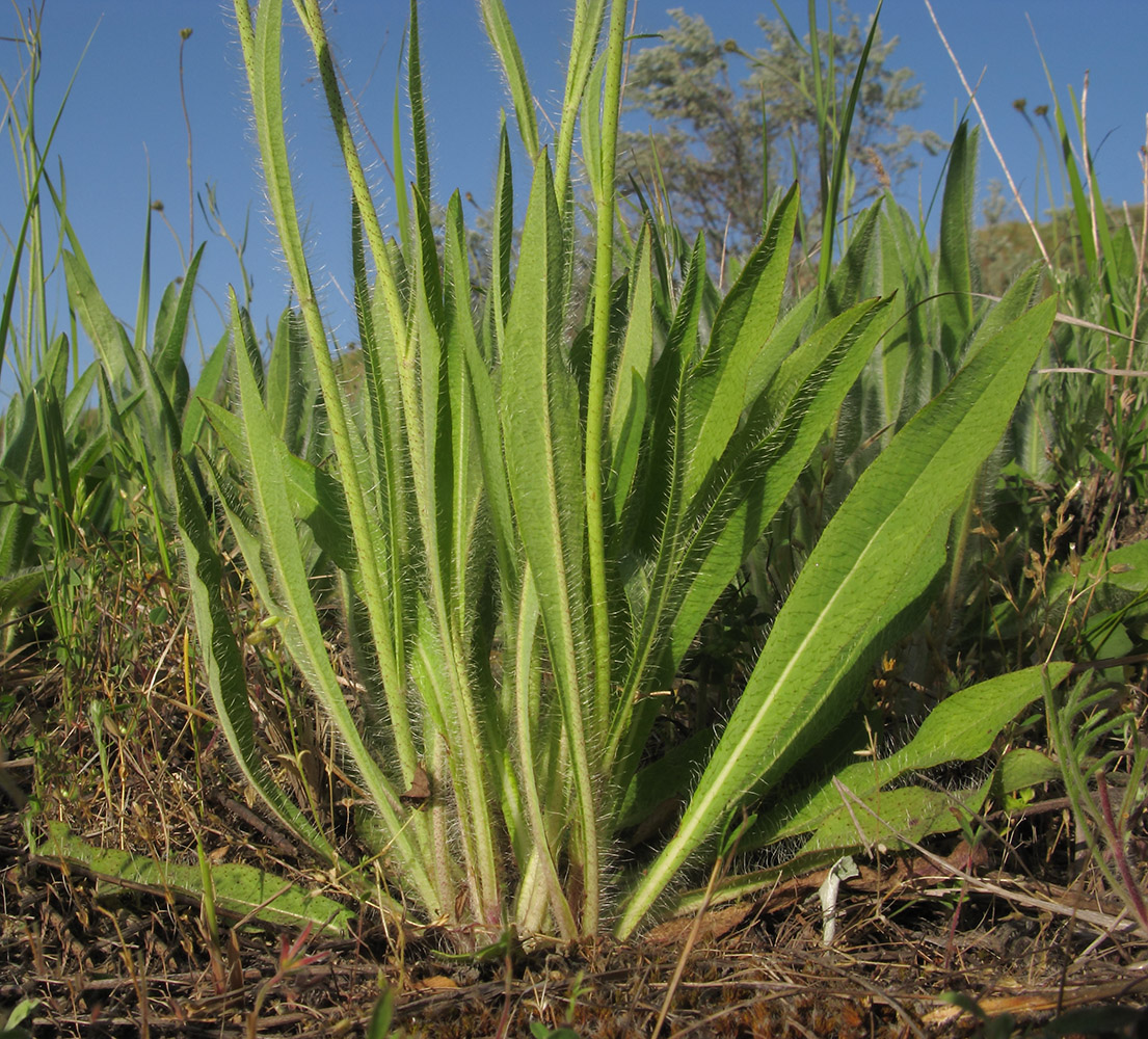 Image of Pilosella × auriculoides specimen.