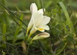 Freesia leichtlinii subspecies alba. Цветки. Греция, Пелопоннес, г. Кипарисия, возле Кипариссийского замка. 21.03.2015.