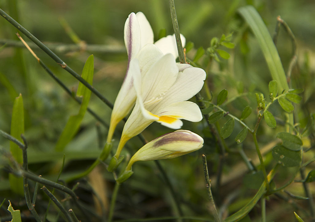 Image of Freesia leichtlinii ssp. alba specimen.