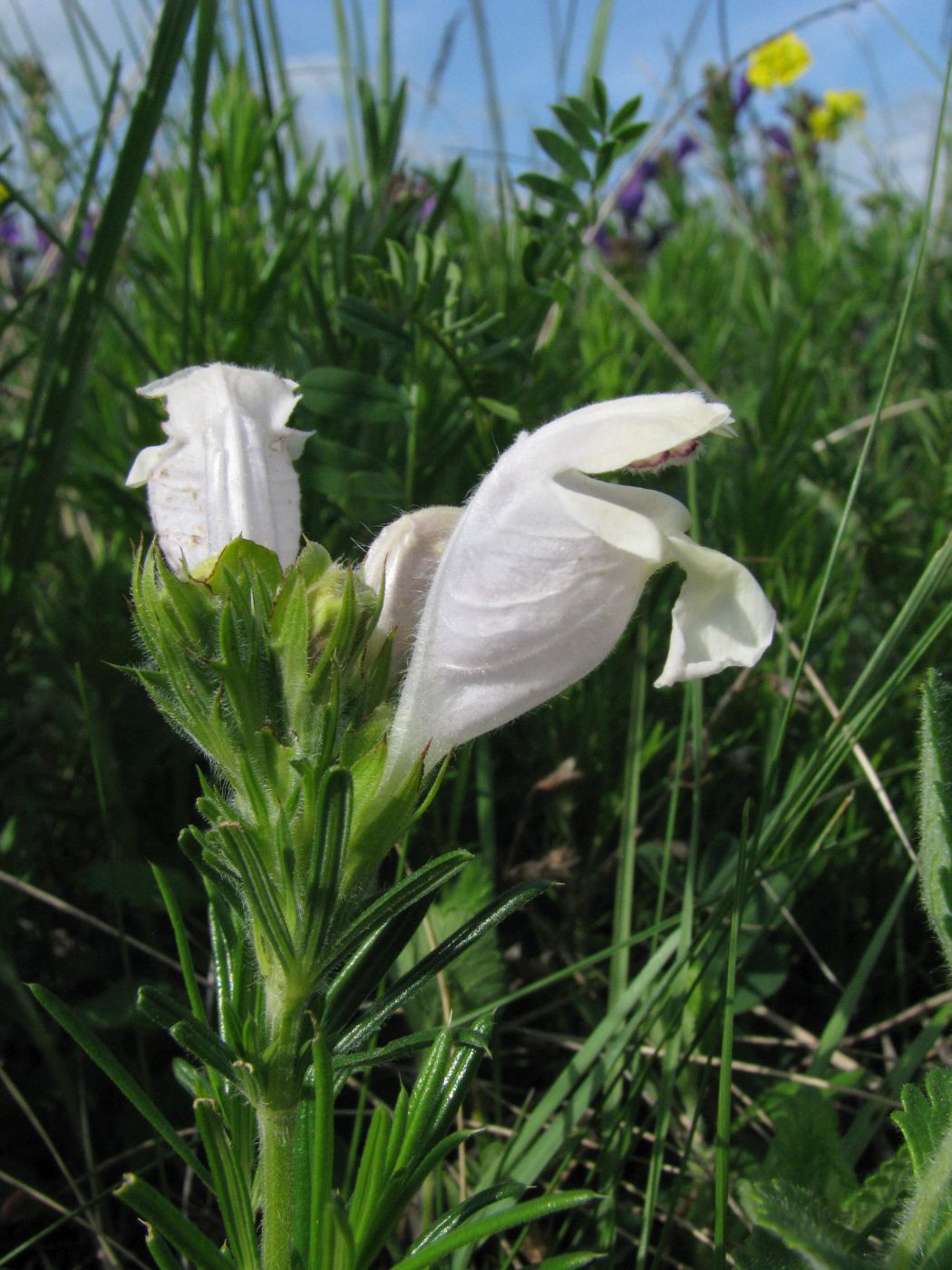 Изображение особи Dracocephalum austriacum.