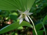 Disporum smilacinum