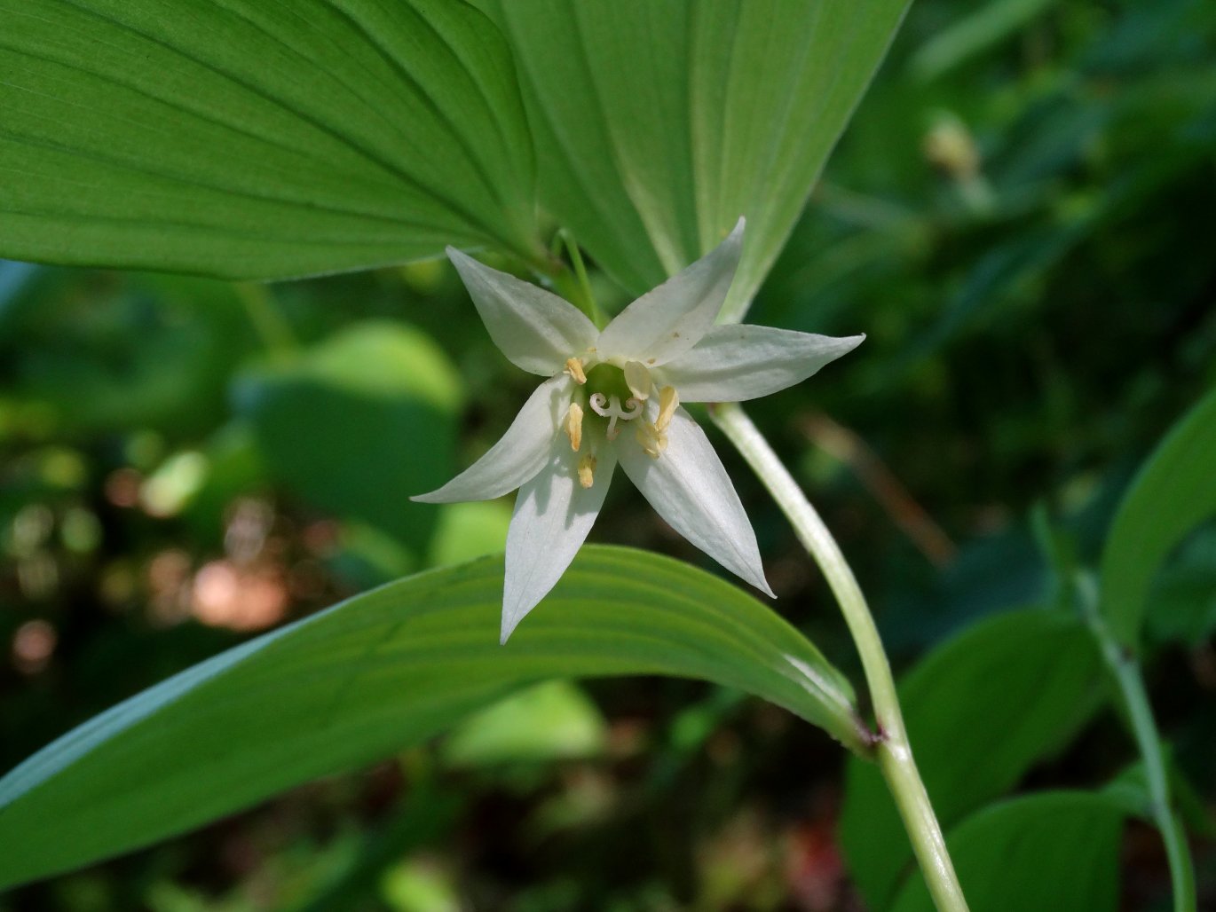 Изображение особи Disporum smilacinum.