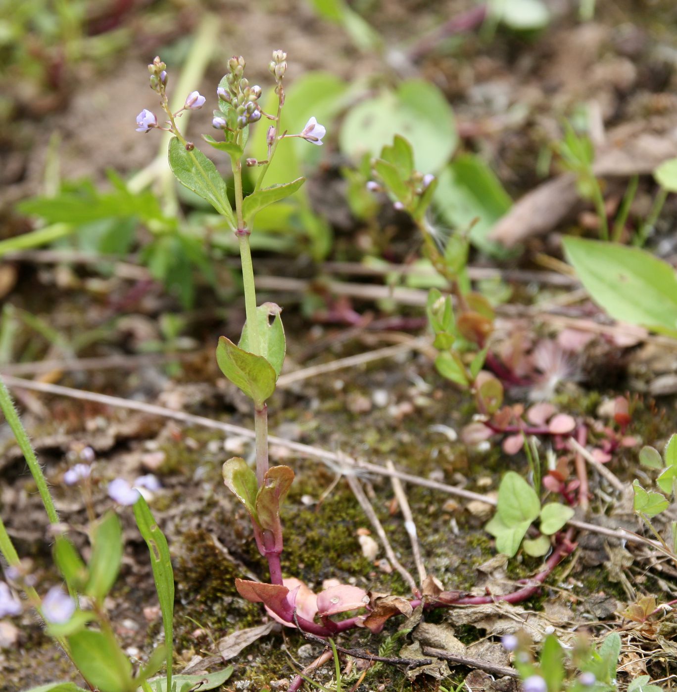 Image of Veronica beccabunga specimen.