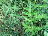 Heracleum sibiricum