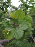 Alnus hirsuta