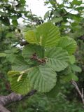 Alnus hirsuta. Ветвь с незрелыми соплодиями. Приморский край, Тернейский р-н, окр. пгт Терней, долина р. Серебрянка на левом берегу вблизи устья, в пойменном лесу. 15.06.2016.