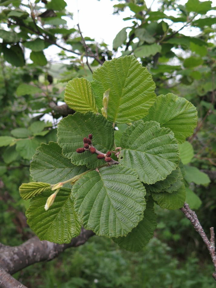 Изображение особи Alnus hirsuta.