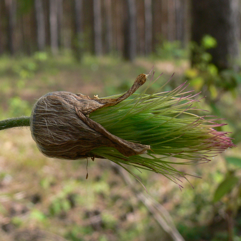 Изображение особи Pulsatilla uralensis.