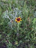 Rudbeckia bicolor