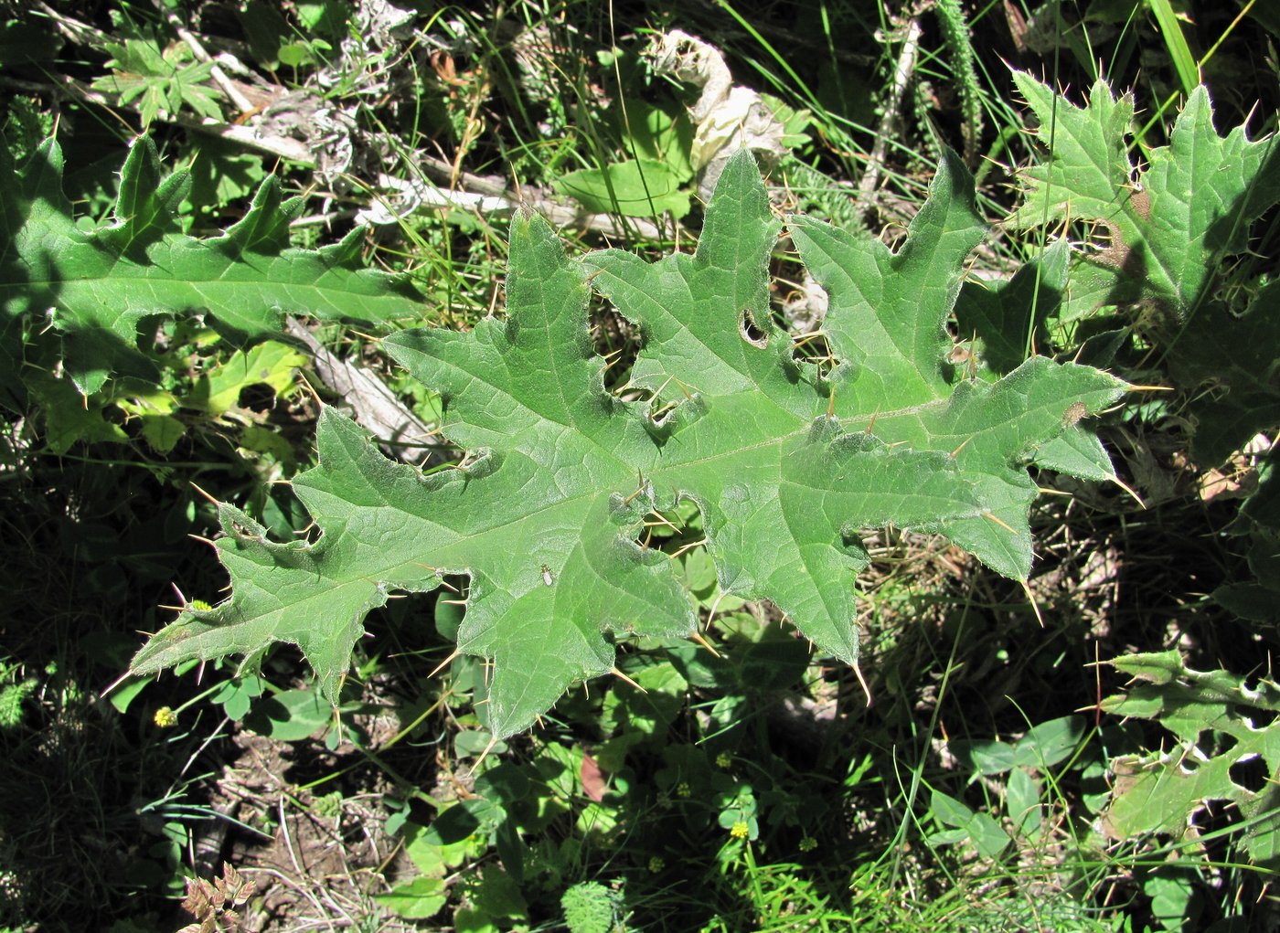 Image of Cirsium buschianum specimen.