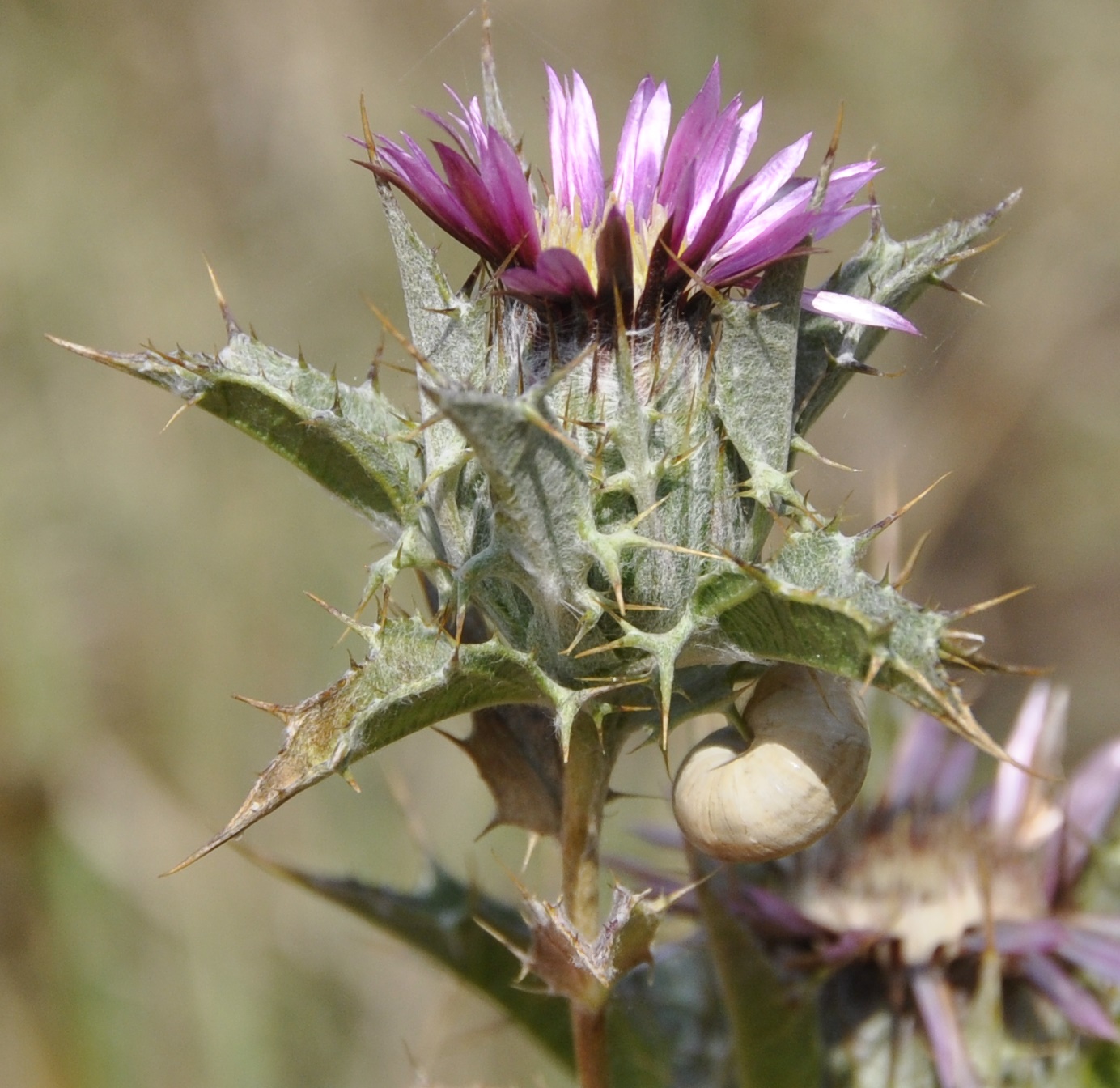 Image of Carlina lanata specimen.