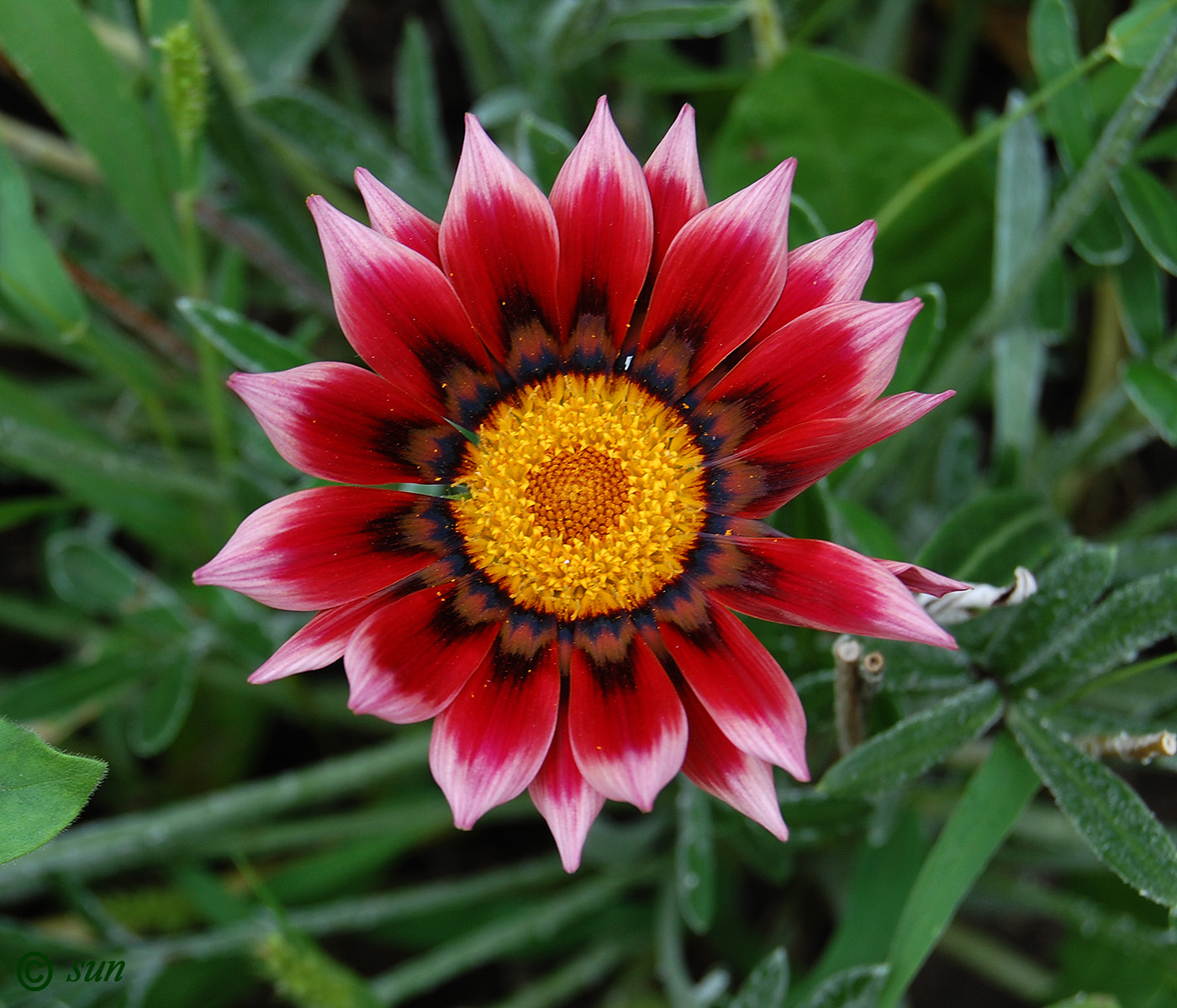 Изображение особи Gazania &times; hybrida.