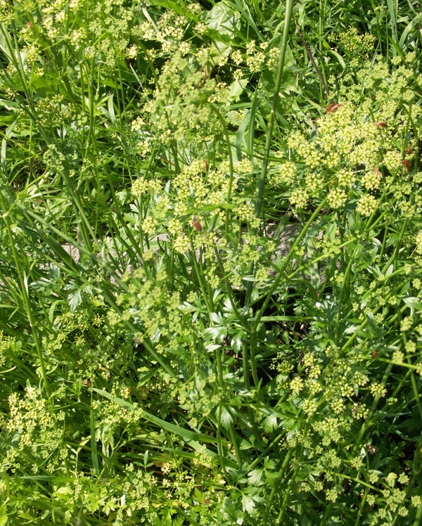 Image of Petroselinum crispum specimen.