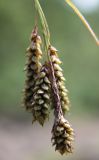 Carex caucasica