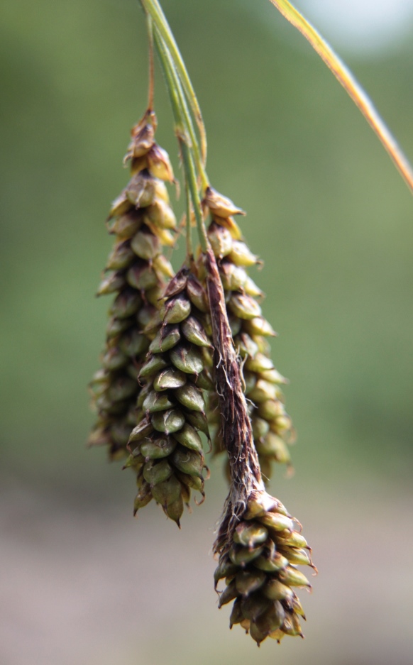 Image of Carex caucasica specimen.