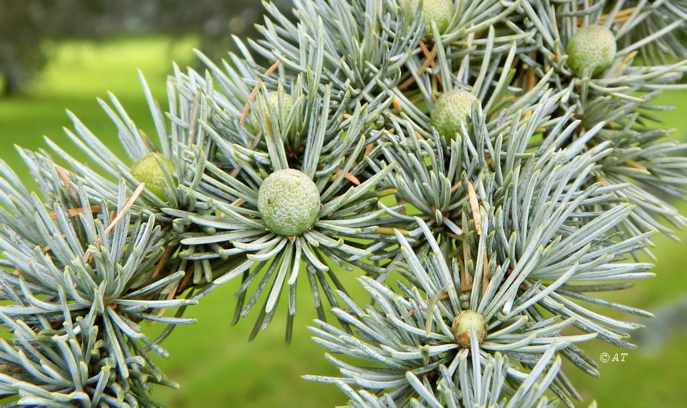 Image of Cedrus atlantica specimen.