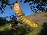 Gleditsia triacanthos