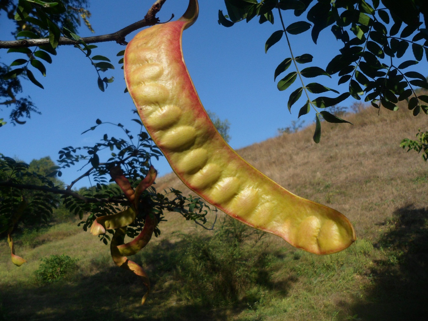 Изображение особи Gleditsia triacanthos.