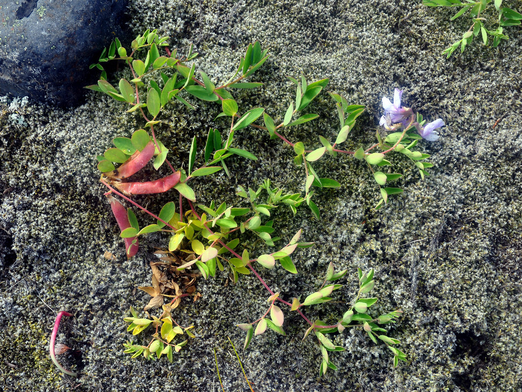 Image of Lathyrus japonicus ssp. pubescens specimen.