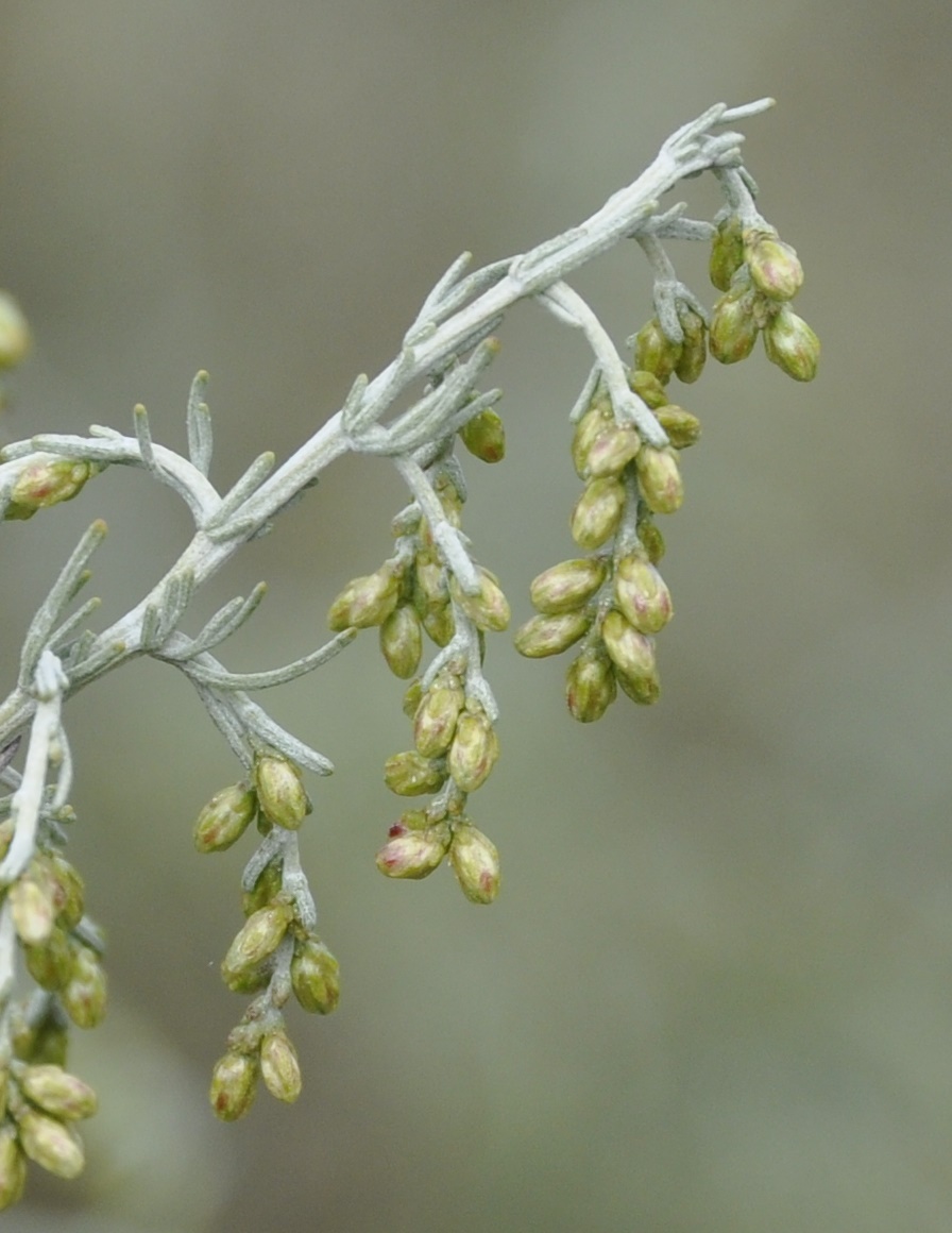 Изображение особи Artemisia santonicum.