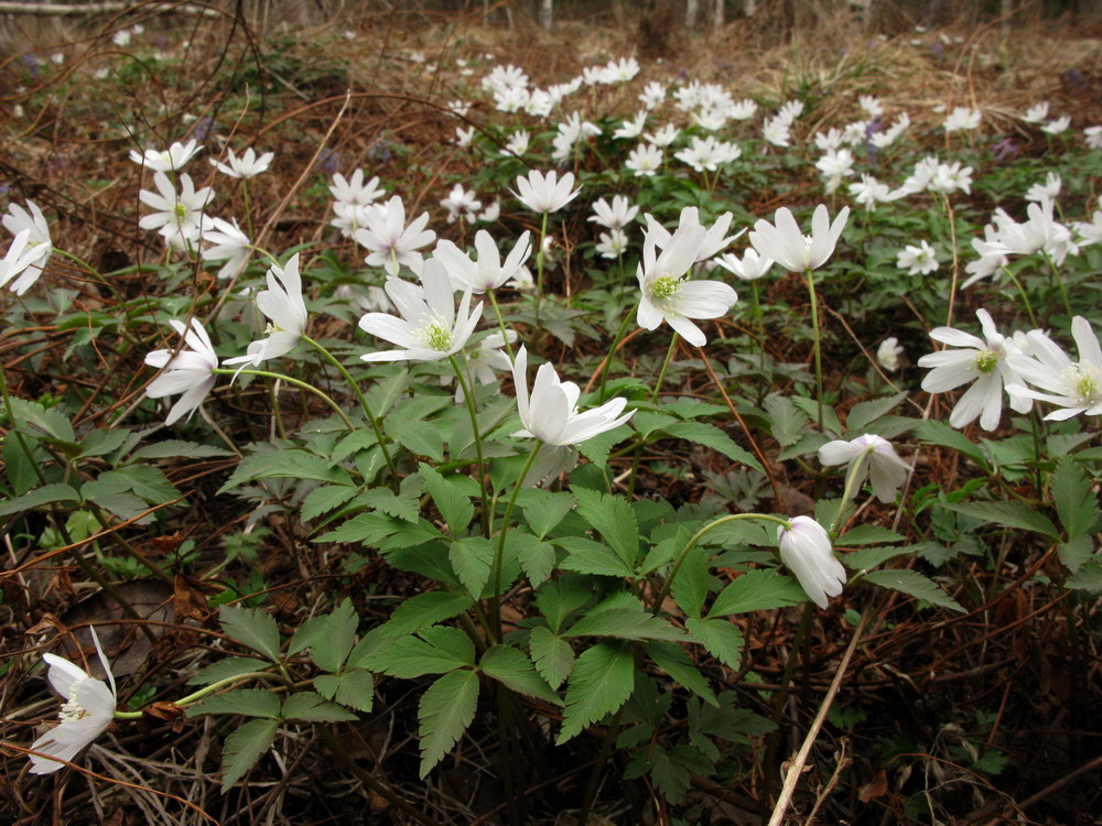 Изображение особи Anemone altaica.