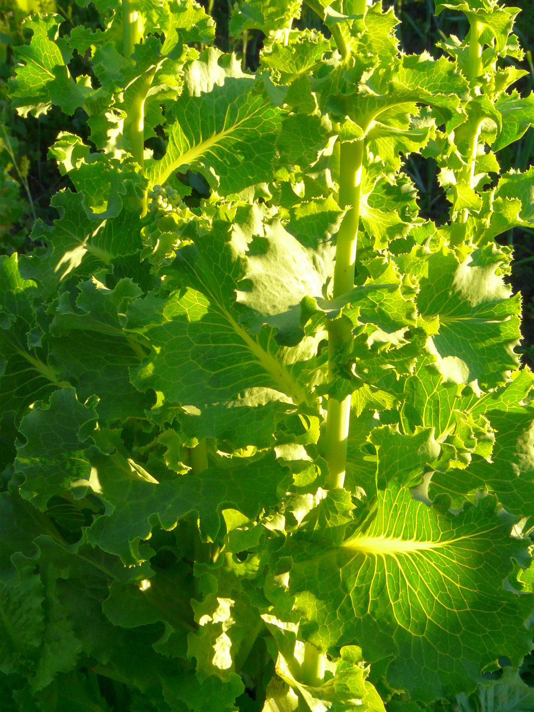 Изображение особи Lactuca sativa.