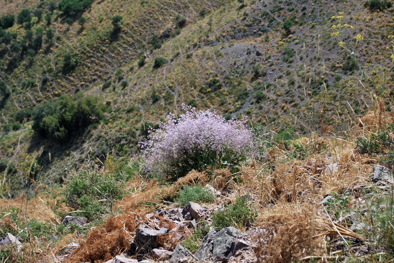 Image of Stroganowia paniculata specimen.