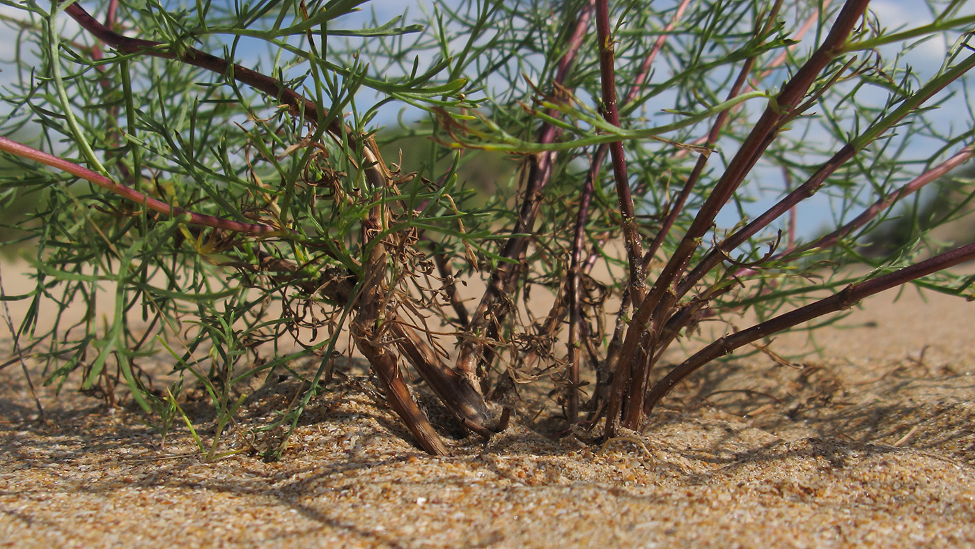 Изображение особи Artemisia arenaria.