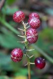 Maianthemum dilatatum. Соплодие. Владивосток, о. Русский, лес. 10.09.2016.