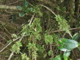 Pseudocyphellaria aurata. Слоевища на ветвях Ilex canariensis. Испания, Канарские о-ва, Тенерифе, горный массив Анага, окр. населённого пункта El Bailadero, облачный лес. 8 марта 2008 г.