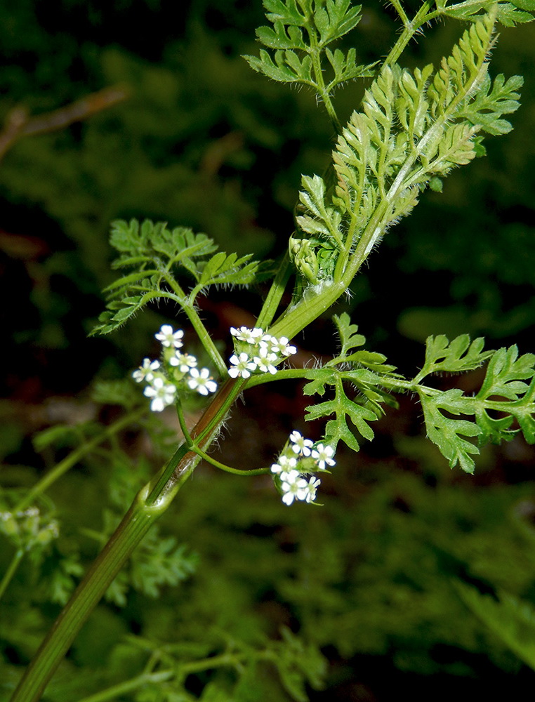 Изображение особи Anthriscus caucalis.