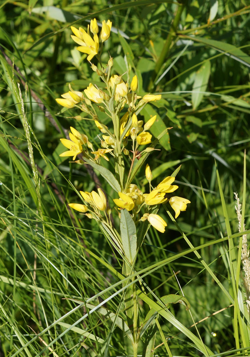 Изображение особи Lysimachia davurica.