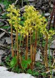 Corallorhiza trifida