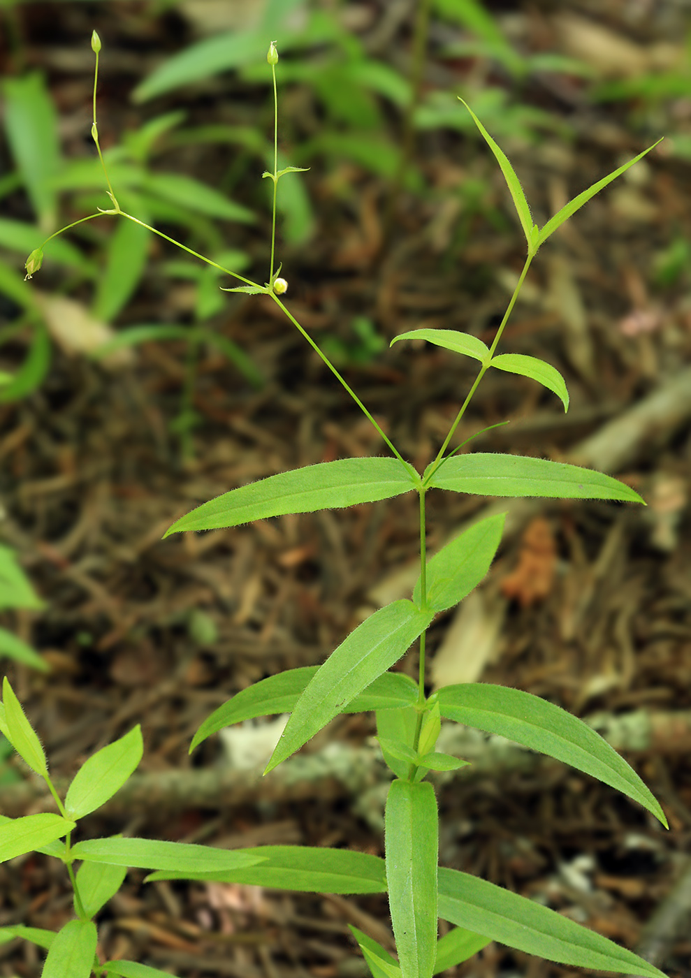 Image of Stellaria fenzlii specimen.