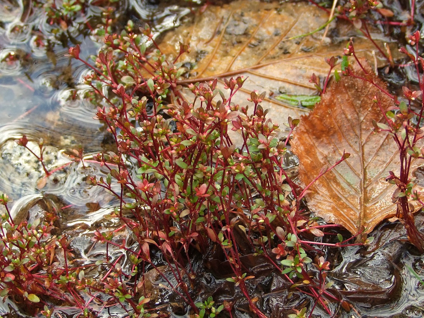 Image of Koenigia islandica specimen.