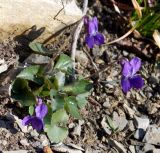 Viola hirta