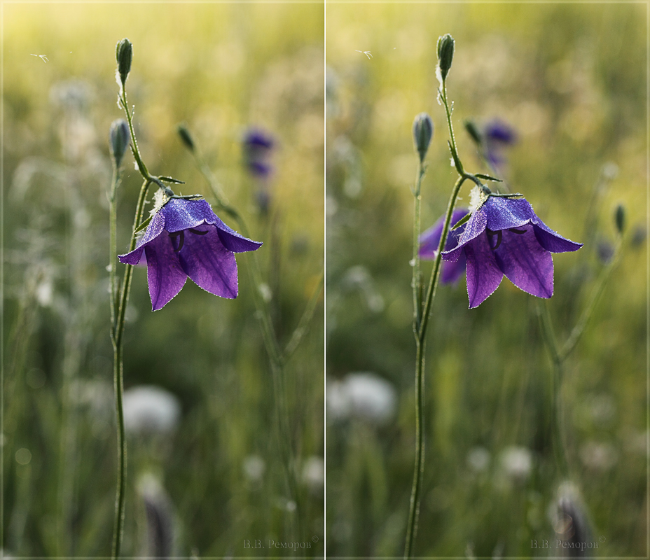 Изображение особи Campanula altaica.