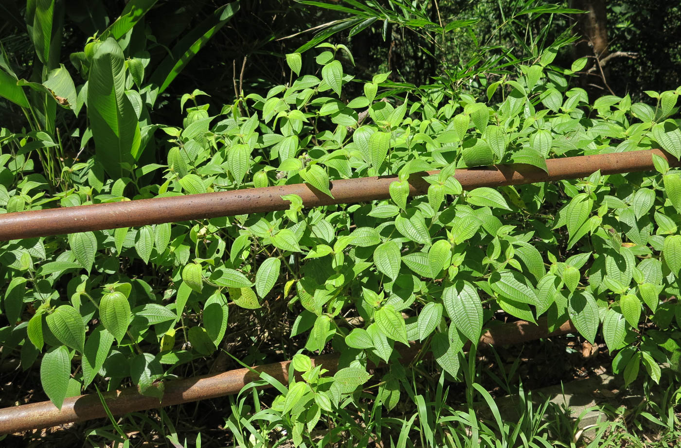 Image of Miconia crenata specimen.