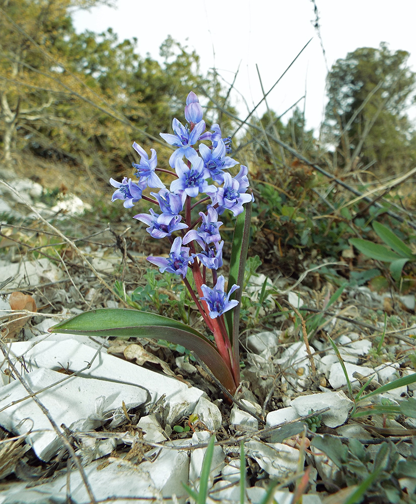 Изображение особи Scilla bifolia.