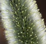 Salix gracilistyla