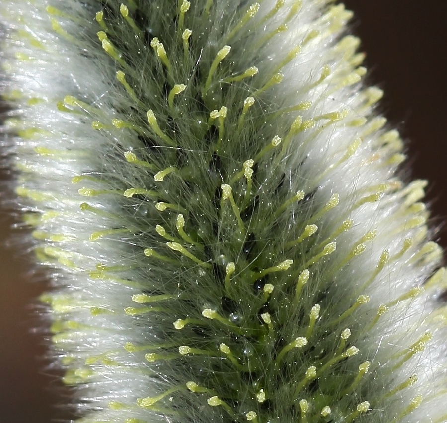 Изображение особи Salix gracilistyla.