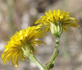 Crepis vesicaria подвид taraxacifolia. Побеги с соцветиями. Греция, Халкидики, окр. с. Неа Потидеа (Νέα Ποτίδαια), пляж. 14.04.2017.